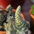 植物