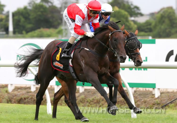 MongolianKhanwaikatoguineas_750.jpg