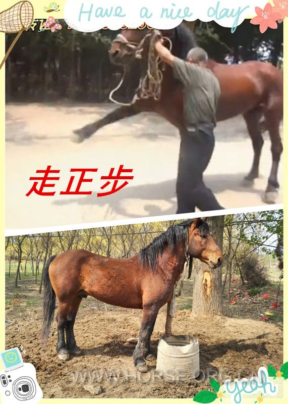 长.jpg