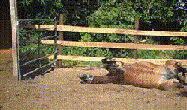 13.gif