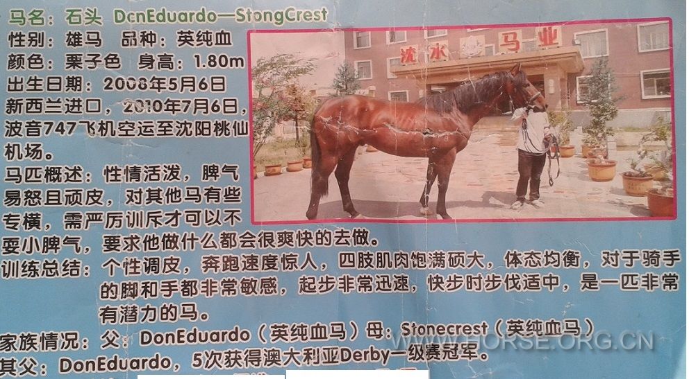 种马.jpg