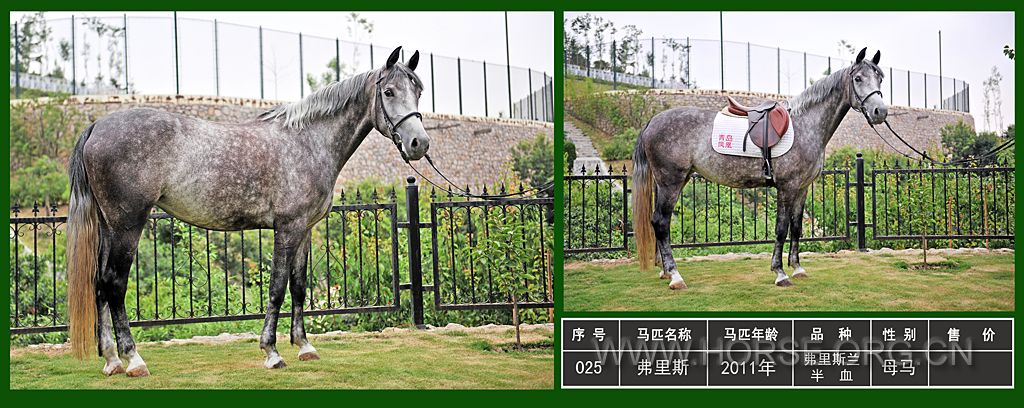 025-弗里斯-0.jpg
