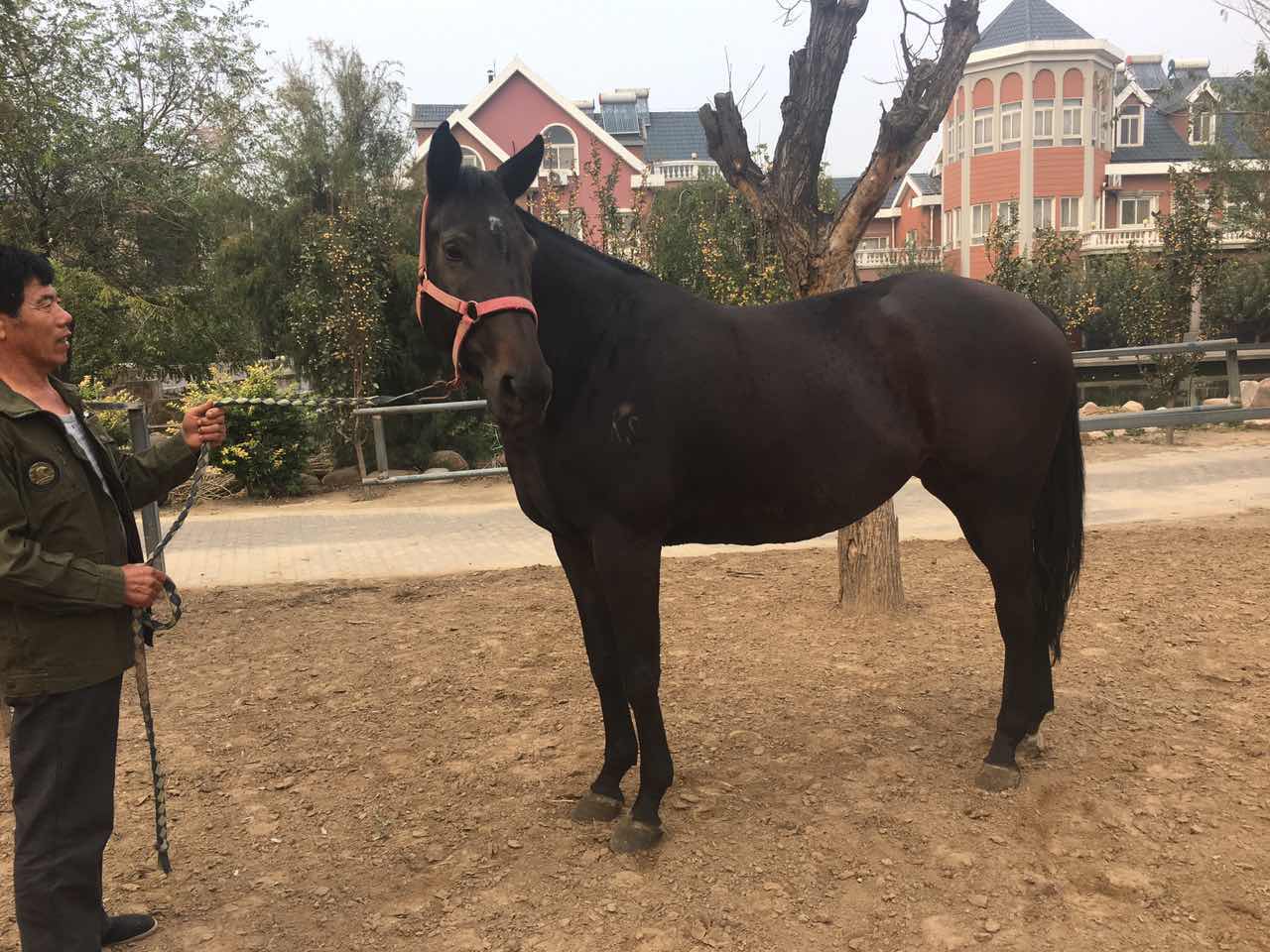 澳洲温血宝马