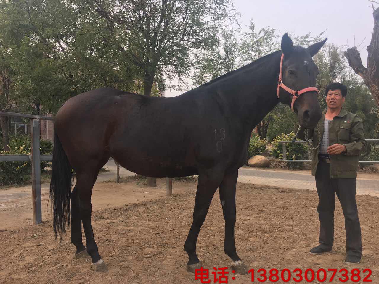 澳洲温血宝马