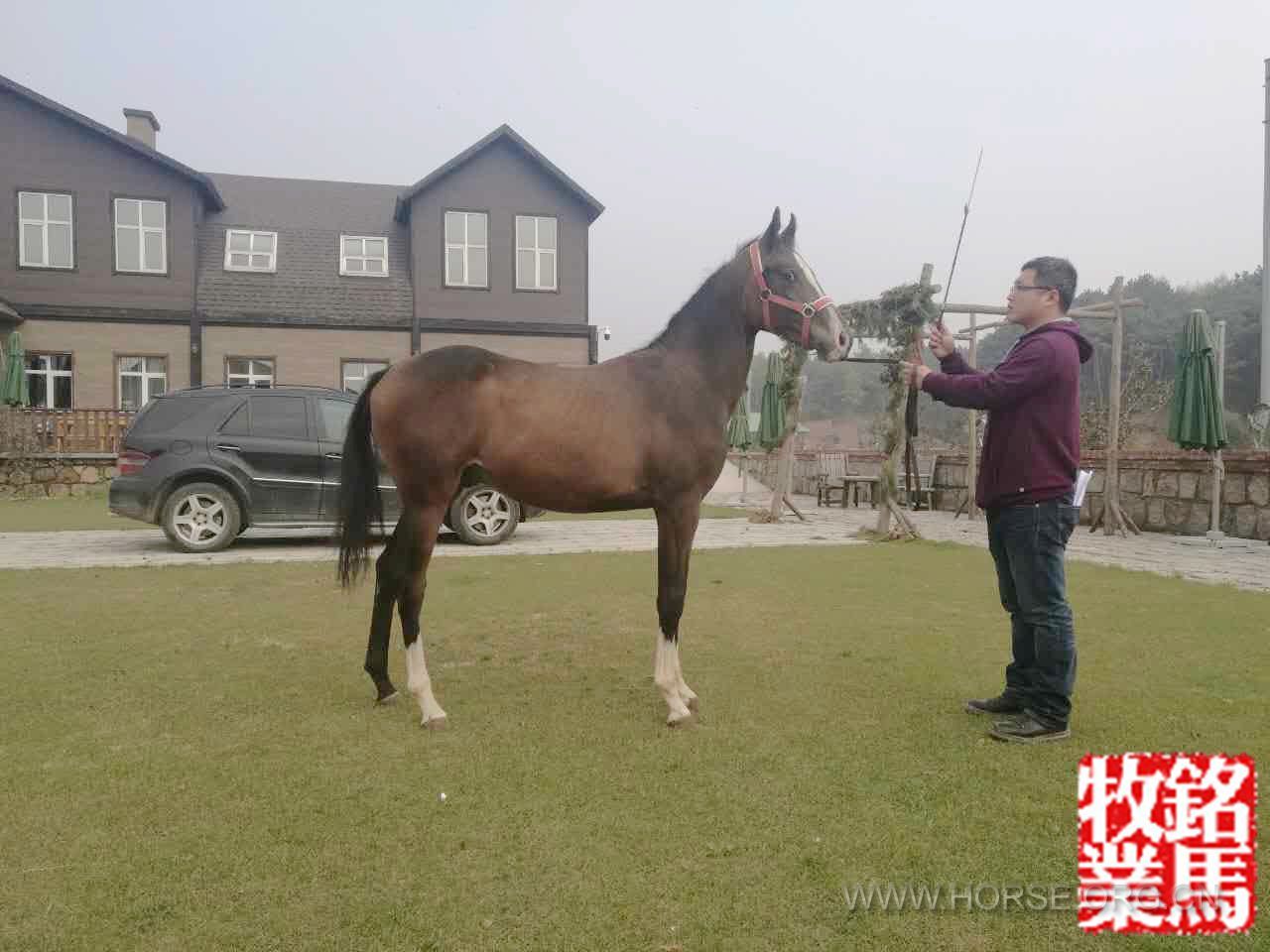 公马