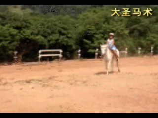 青少年初级用马