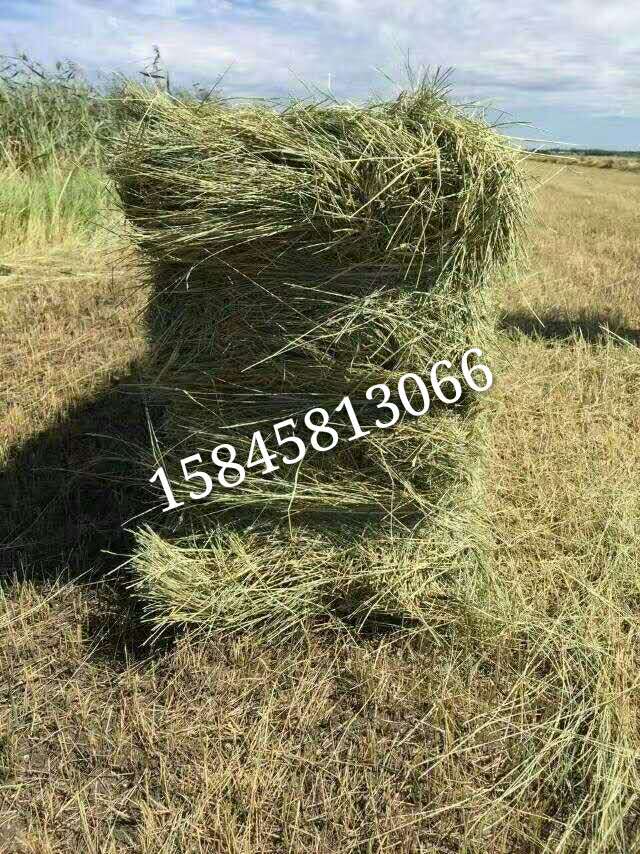 羊草，颗粒