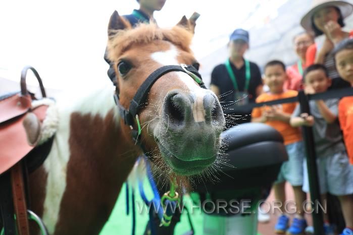 青奥马术pony.jpg
