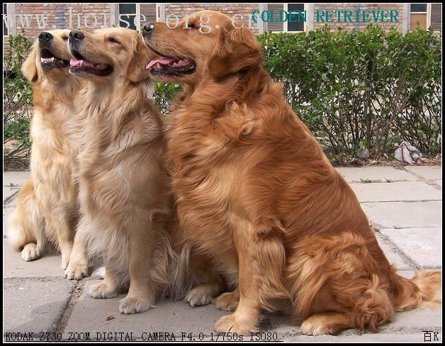 [贴图]送给鲜衣怒马