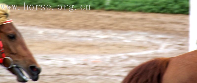 感受云南马术场地障碍巡回赛