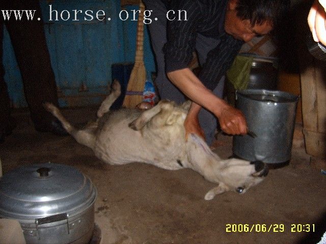 再次领教蒙古杀羊灌血肠