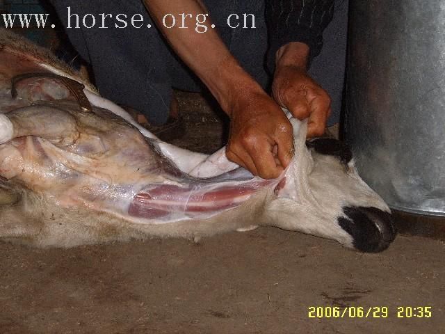 再次领教蒙古杀羊灌血肠