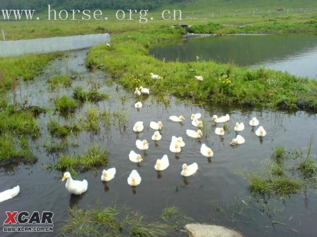 8.12-8.13坝上孤石军马场