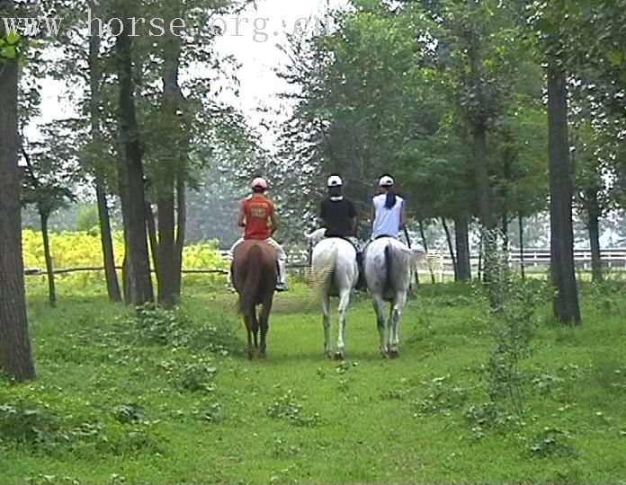 [推荐]野骑