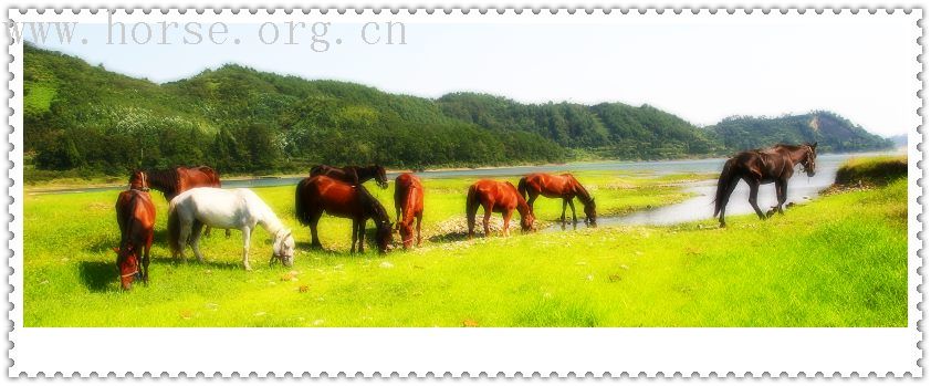 骏马飞扬在青山绿水之间-----浙江台州马友野骑的照片