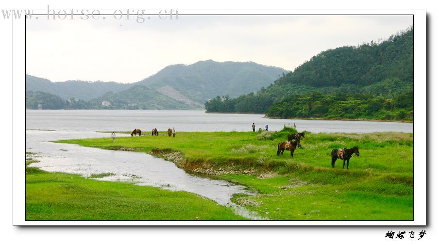 骏马飞扬在青山绿水之间-----浙江台州马友野骑的照片