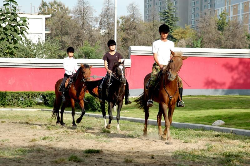 马术学习班训练图片