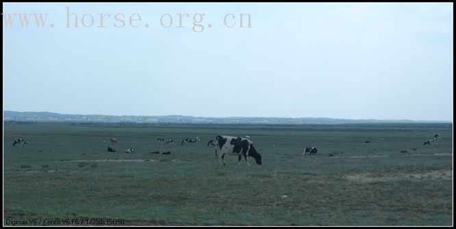 2007.7.26日想去锡林格勒草原....