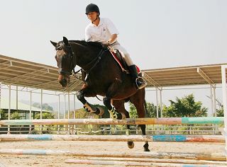 (代发帖)纯血障碍马