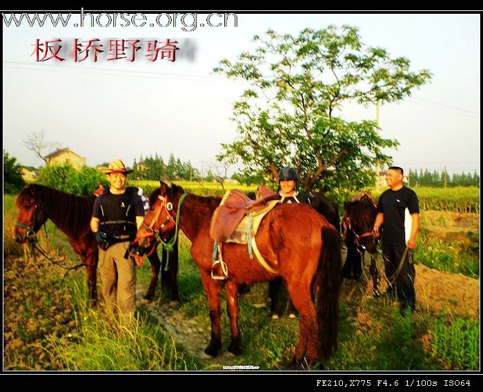 出售山丹军马