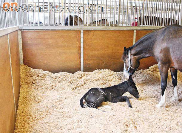 港16年來首次有馬兒誕生
