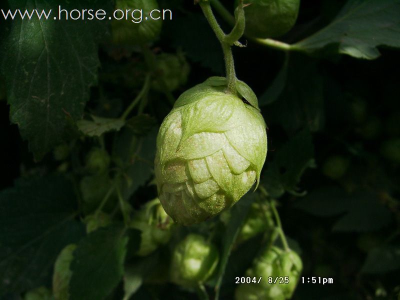 [2010喀纳斯第一期]花间行；马蹄香！