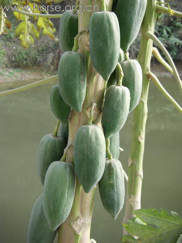 雁鳴湖馬房