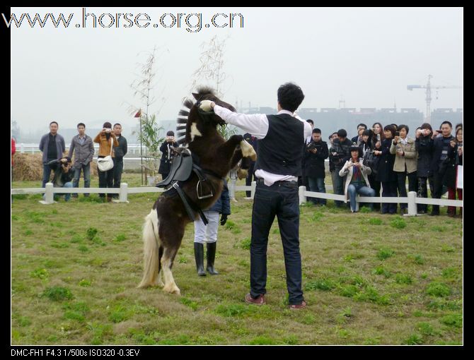成都麒骏马术俱乐部开业及交流会