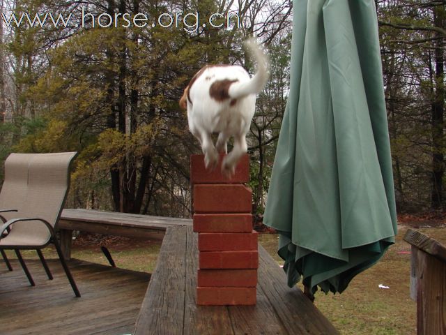 Free Jumping