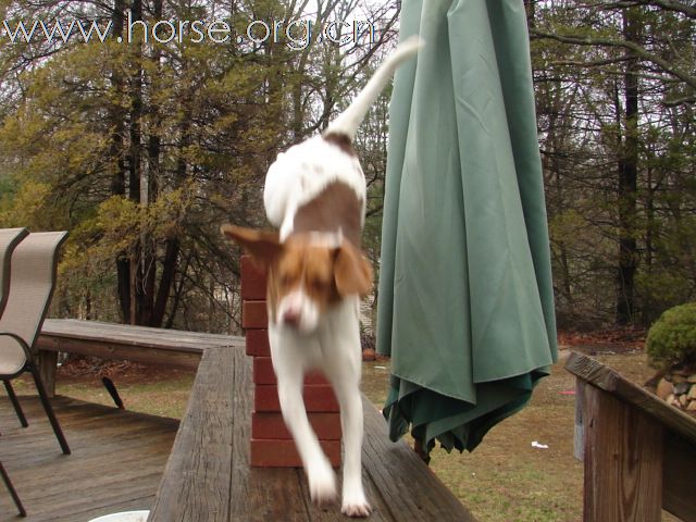 Free Jumping