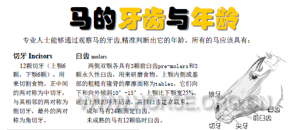 马的牙齿与年龄