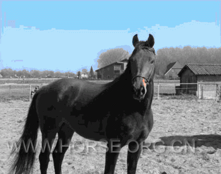 ZILADY-1.gif