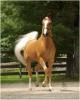Palomino horse~~文摘