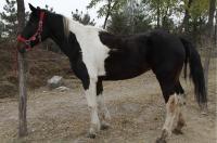 我的马，大家多提宝贵意见