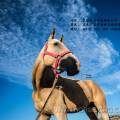 新疆马匹美图