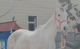 精品怀孕纯血大白母马急售