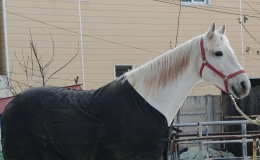 精品纯白温血母马急售