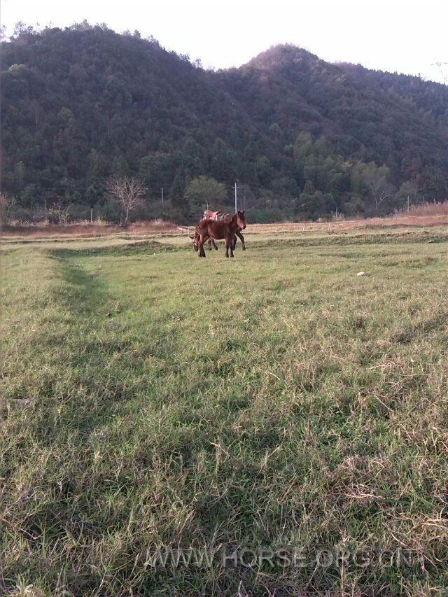 小马
