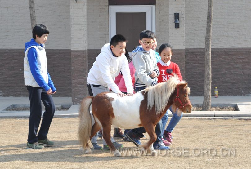 孩子们在和小马快乐的嬉戏 