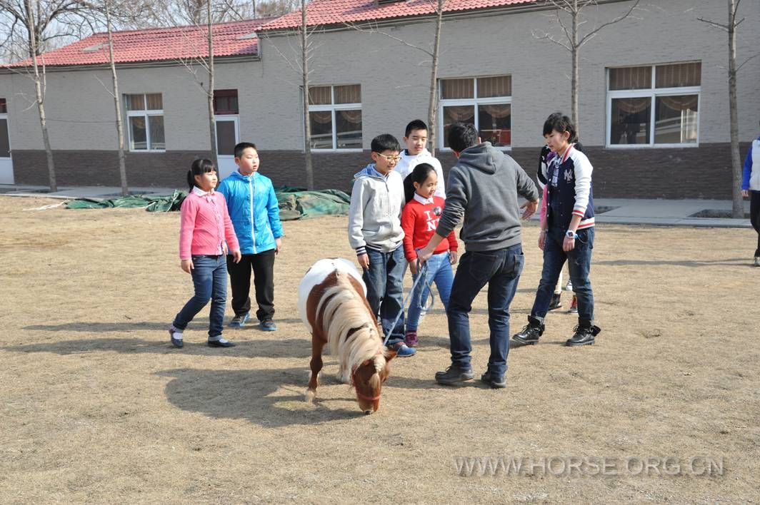 孩子们在和小马快乐的嬉戏 