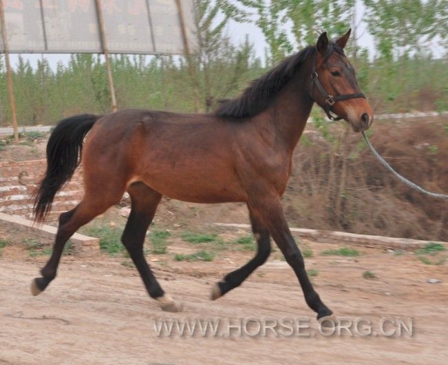 温血75血，母，2岁，高1.54米，一口价7W.