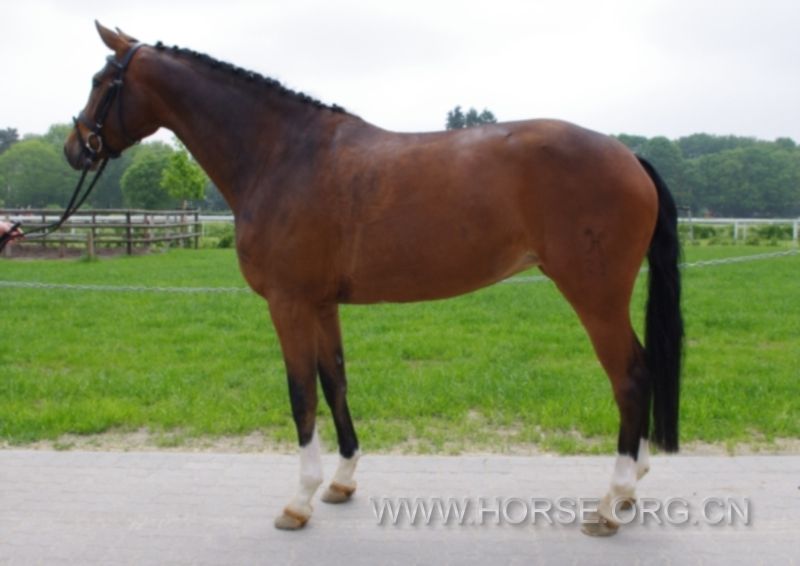 Saas Fe Hanovarian 5 yrs 1,68m.jpg