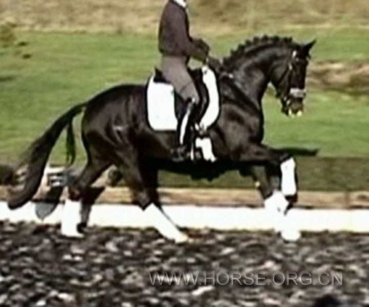 Fancy black Han stallion 1.jpg