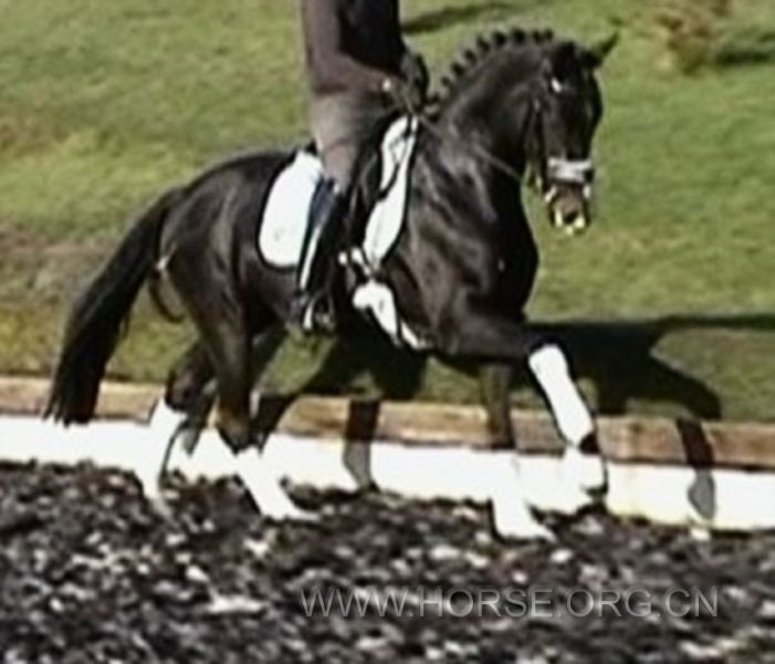 Fancy black Hanovarina stallion 2.jpg