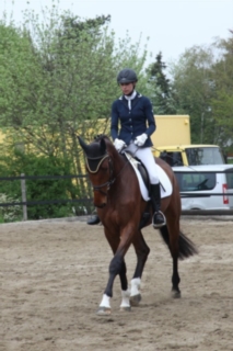 Holsteiner gelding 4yrs, 1,69m.jpg