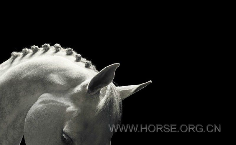 Tim-Flach-13-800x491.jpg