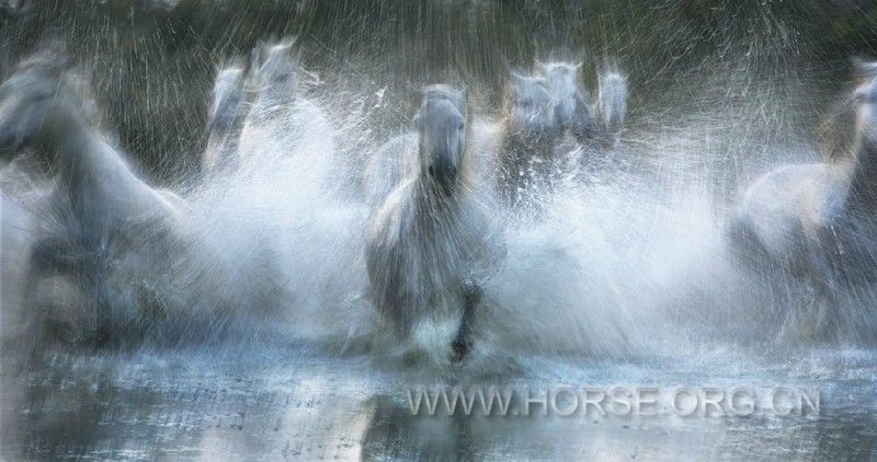 Tim-Flach-10-800x422.jpg