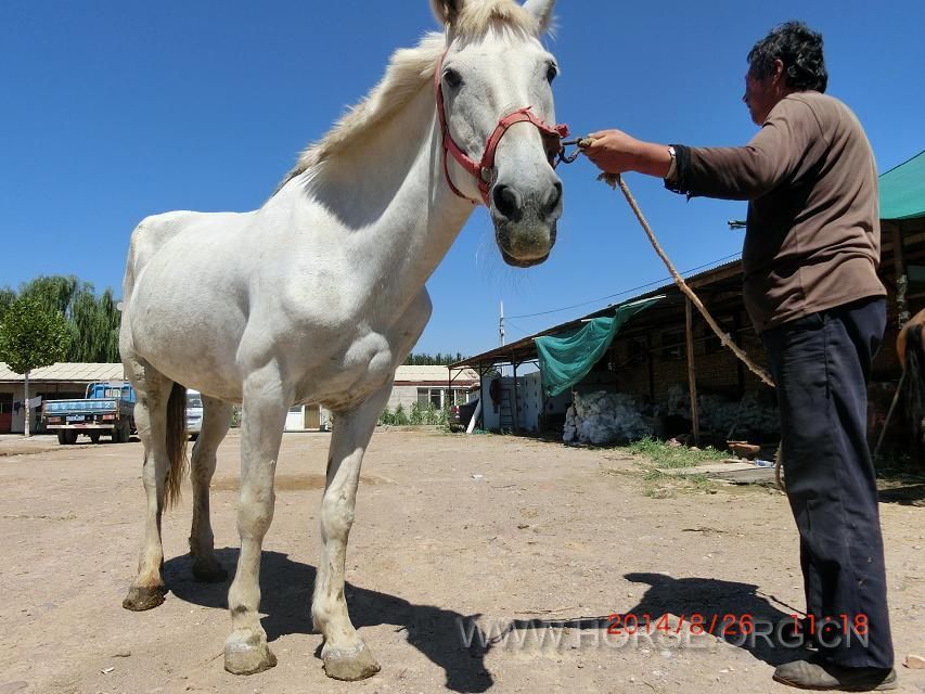 国产母马，8岁多，肩高160，特别温顺老实，骑着让人很放心