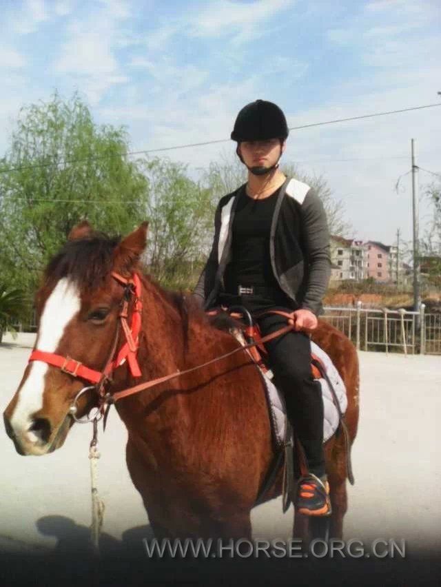 新疆伊犁马出售1万元