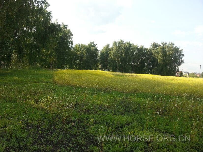 GRASS.jpg